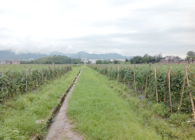 耕地種植新規(guī)落地 多類作物獲準(zhǔn)種植，樹木與藥材迎來發(fā)展機(jī)遇
