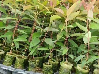 泉港涂嶺山林水源枯竭的警示 桉樹林種植與生態(tài)經(jīng)營的反思