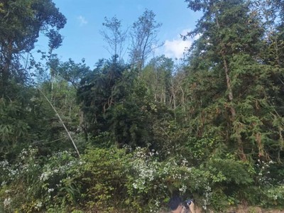 綠量雖“觸頂” 質(zhì)量須“攻關(guān)”——湖南探索森林可持續(xù)經(jīng)營新路徑