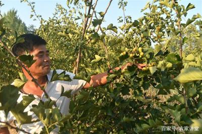 新型果樹種植 既產(chǎn)鮮果又成藥材，農(nóng)民面臨的雙重機(jī)遇與困境
