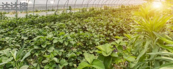 農(nóng)業(yè)發(fā)展經(jīng)營范圍及樹木種植注冊指南