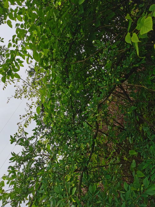 野生樹木的加工價(jià)值 種植與可持續(xù)利用的機(jī)遇