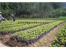 簡陽市洪森苗木種植專業(yè)合作社公司簡介