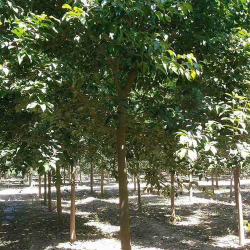 2022年無錫地區(qū)10公分國槐上車價(jià)及股份集團(tuán)樹木種植分析