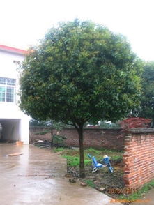 供應(yīng)各類綠化苗木桂花樹 優(yōu)質(zhì)廠商與指導(dǎo)價(jià)介紹