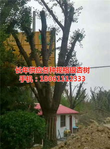 遠森銀杏苗木種植專業(yè)合作社 深耕銀杏產(chǎn)業(yè)，從苗木到果實的全鏈條發(fā)展