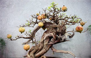 前景廣闊，效益可觀——高經(jīng)濟價值花卉苗木種植指南