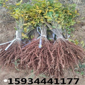 享譽(yù)中華 民族品牌的力量與綠色產(chǎn)業(yè)的未來