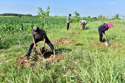 黃河流域高質(zhì)量發(fā)展 中央文件聚焦生態(tài)優(yōu)先，樹木種植成為關(guān)鍵一環(huán)